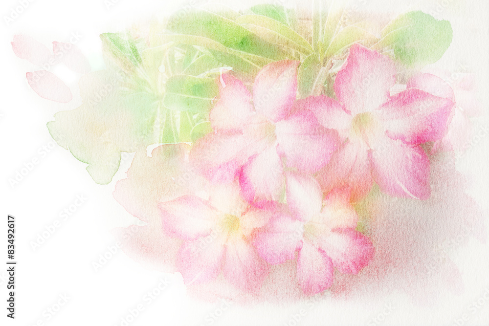 Flower (Desert Rose; Impala Lily; Mock Azalea) watercolor illust Flower (Desert Rose; Impala Lily; Mock Azalea) watercolor illust