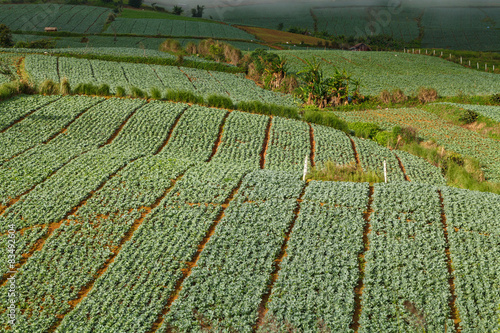 Many green cabbages in the agriculture fields at Phutabberk Phet photo