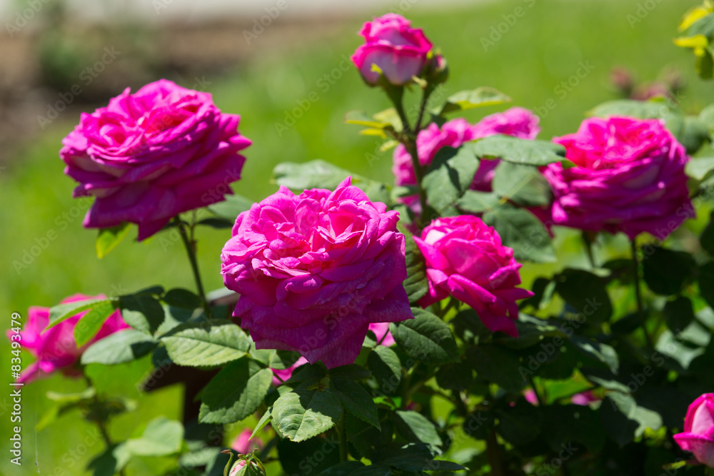 Rose roses plant in spring