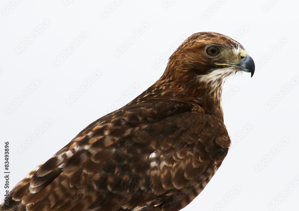 A Red-tailed hawk (Buteo jamaicensis) shot on a white background.. A Red-tailed hawk (Buteo jamaicensis) shot on a white background..