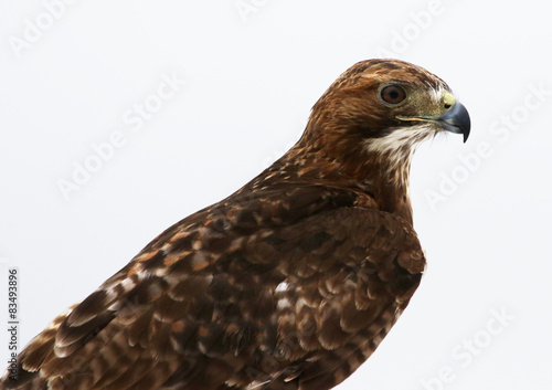A Red-tailed hawk (Buteo jamaicensis) shot on a white background..