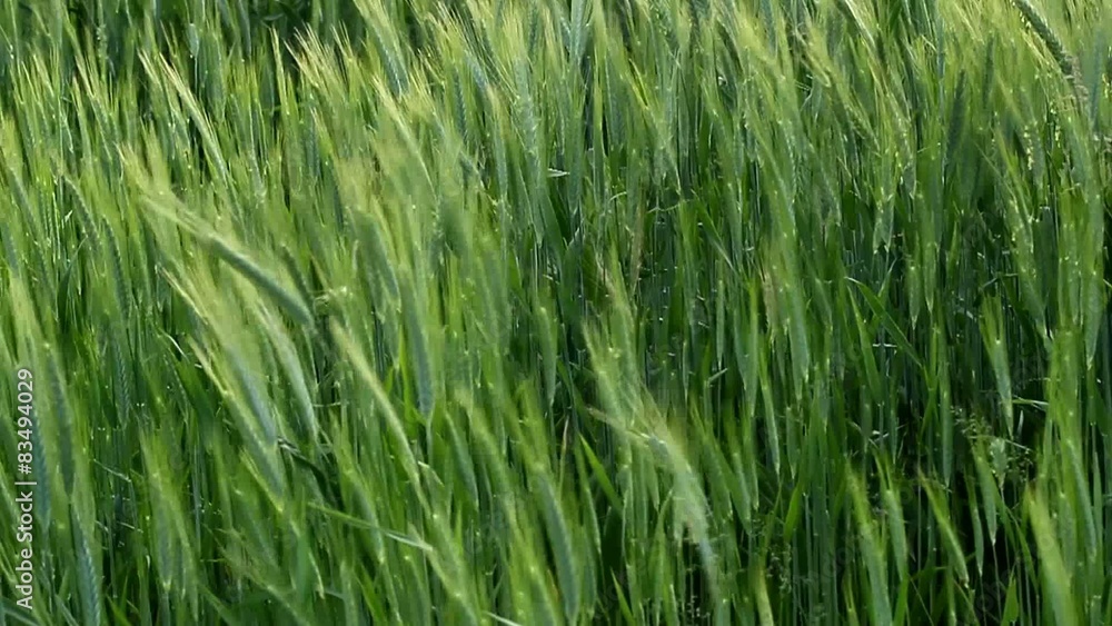 Ears of green wheat swaying in the breeze Ears of green wheat swaying in the breeze