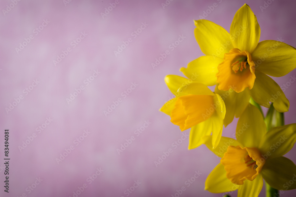 Obraz premium Daffodils.