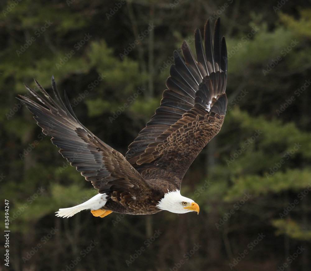 A Bald Eagle (Haliaeetus leucocephalus)