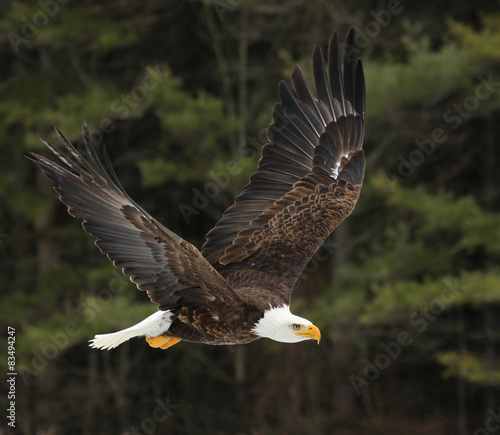 Obraz na płótnie A Bald Eagle (Haliaeetus leucocephalus) w salonie