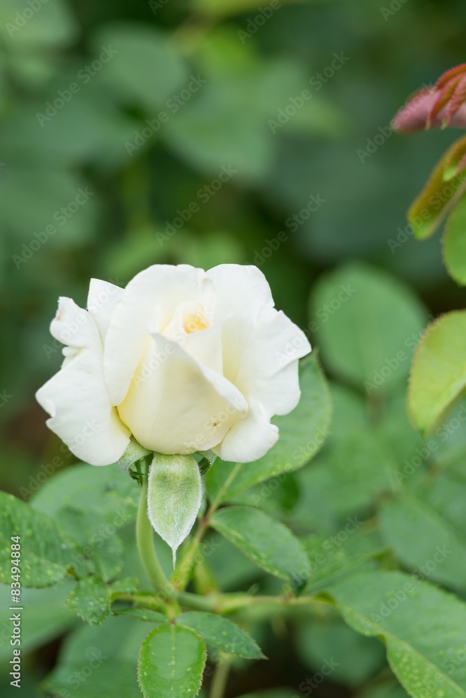 white rose on green background white rose on green background