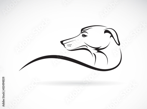 Vector image of an dog (azawakh) on white background