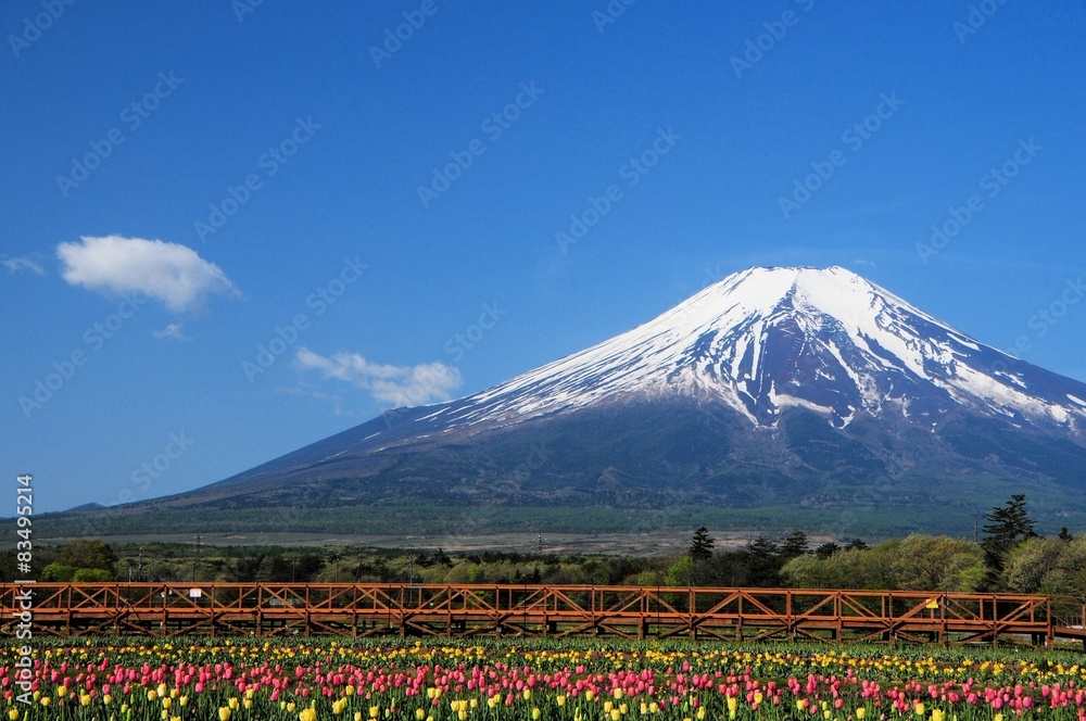 富士山とチューリップ