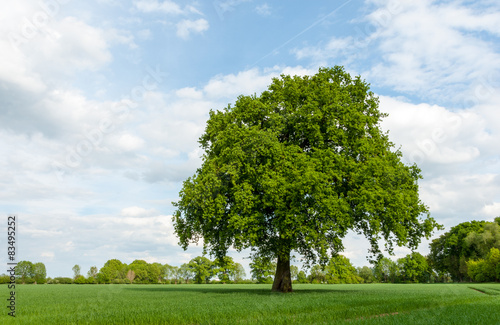 Baum in der Marschlandschaft im Frühling