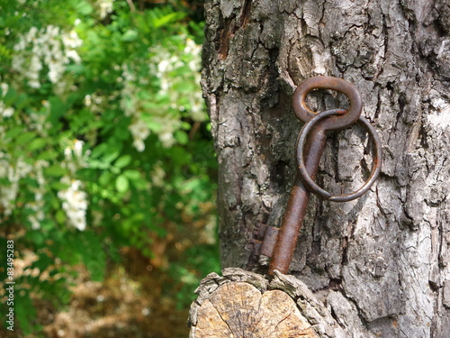 Tree and rusty key