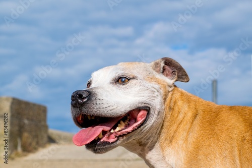 Old Staffy Dog at the Beach