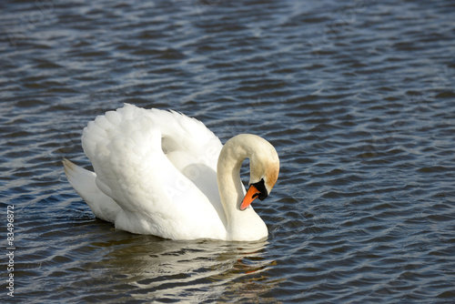 swan swimming on the lake