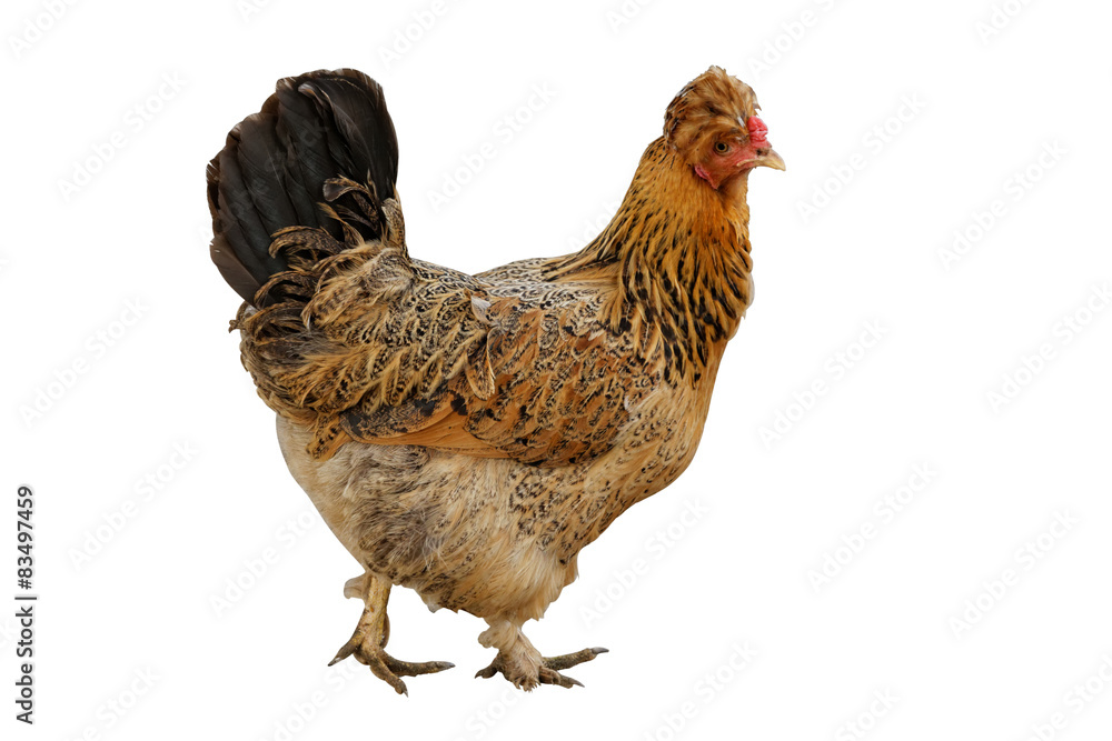 Fototapeta premium Chicken on a white background