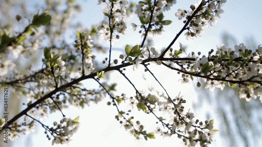 Flowers of the cherry blossoms on a spring day Flowers of the cherry blossoms on a spring day