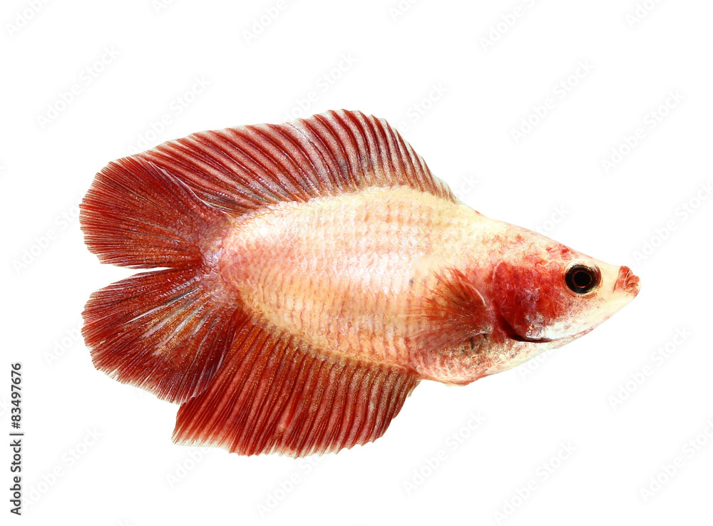 Obraz premium siamese fighting fish, betta isolated on white background.