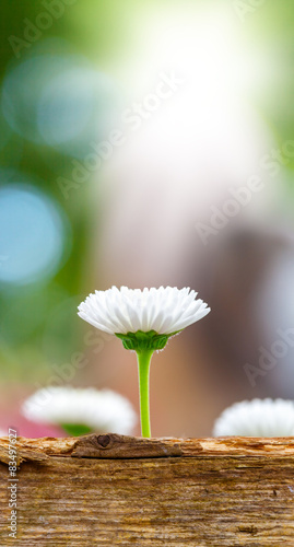 Fototapeta Naklejka Na Ścianę i Meble -  Gänseblümchen hinter Holzbrett