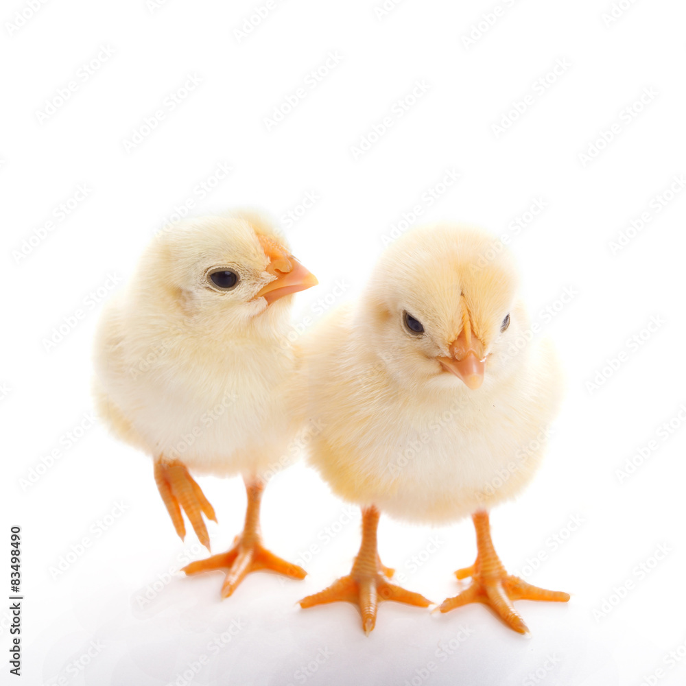 two chicks two chicks