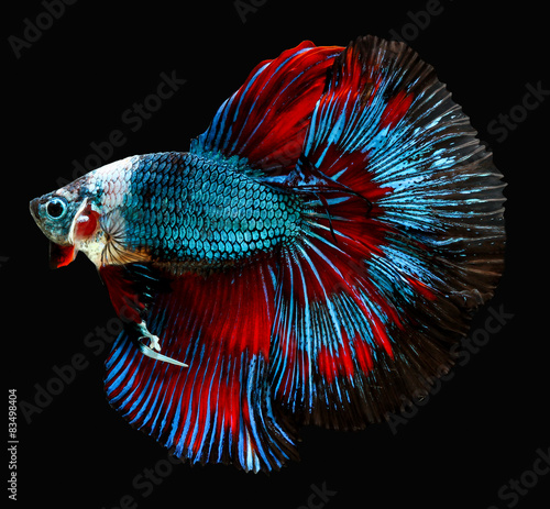 Canvas Print siamese fighting fish isolated on black background.