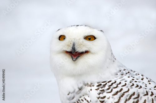 A Snowy Owl (Bubo scandiacus)