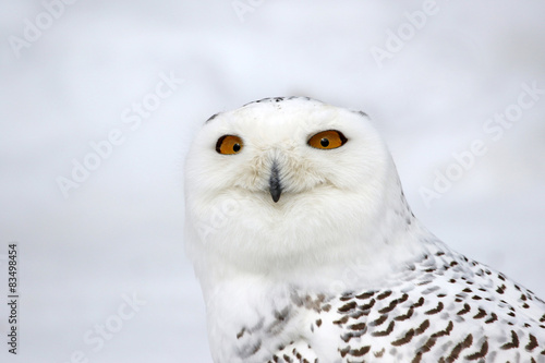 The face of a Snowy Owl (Bubo scandiacus).. © Chris Hill