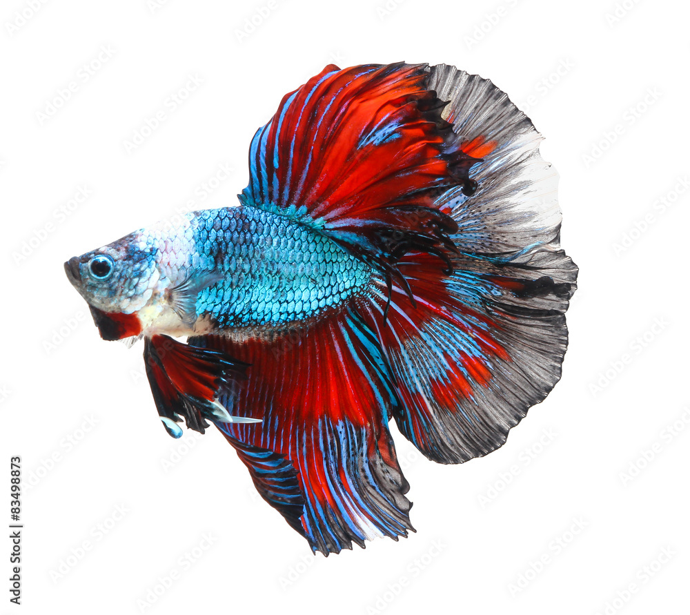 Fototapeta premium siamese fighting fish, betta isolated on white background.