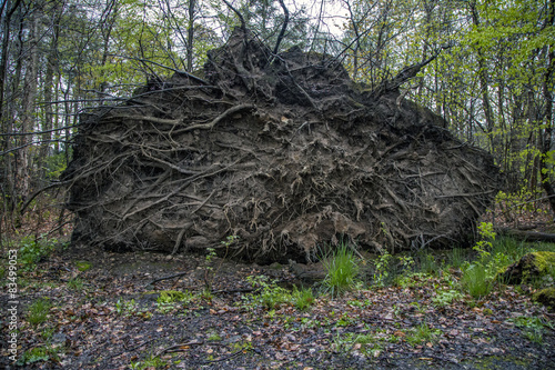 Fallen tree 