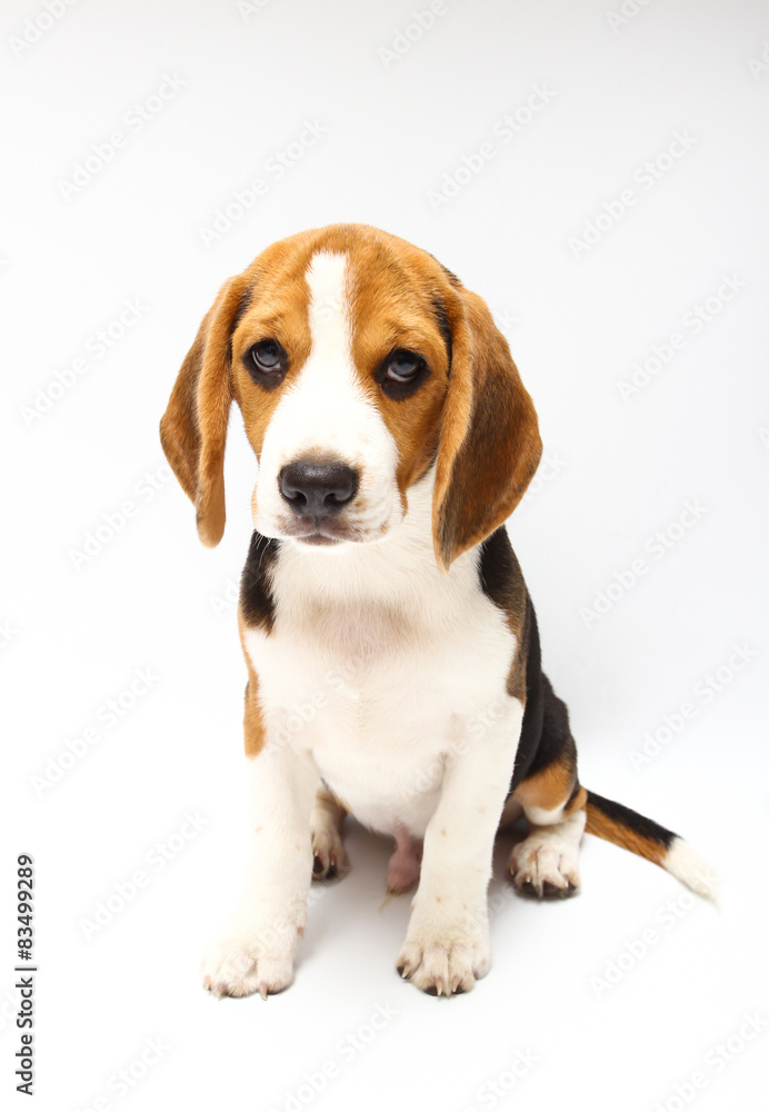 Beagle dog isolated on white Beagle dog isolated on white