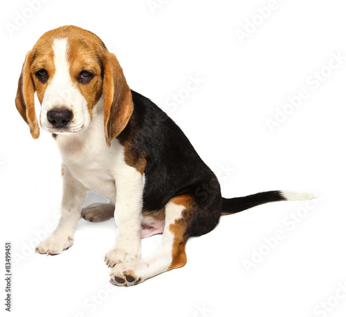 Beagle dog isolated on white © bajita111122