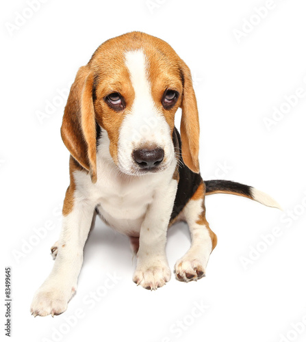 Beagle dog isolated on white