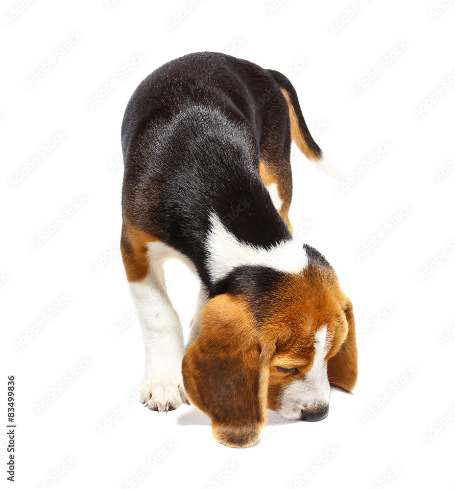 Beagle dog isolated on white backgrond