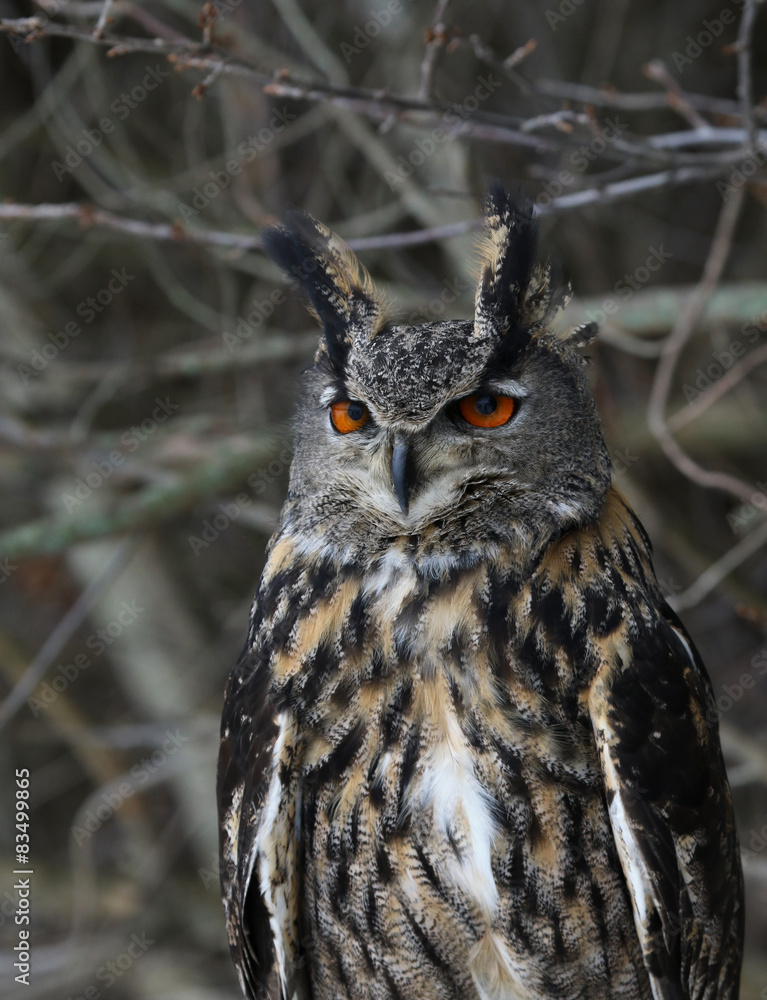Sitting Eurasian Eagle Owl
Sitting Eurasian Eagle Owl