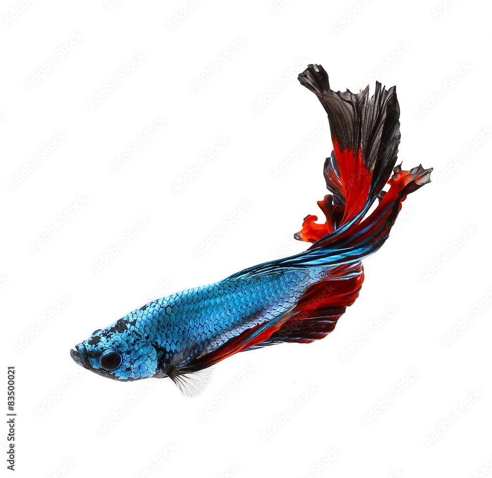 Fototapeta premium siamese fighting fish, betta isolated on white background.