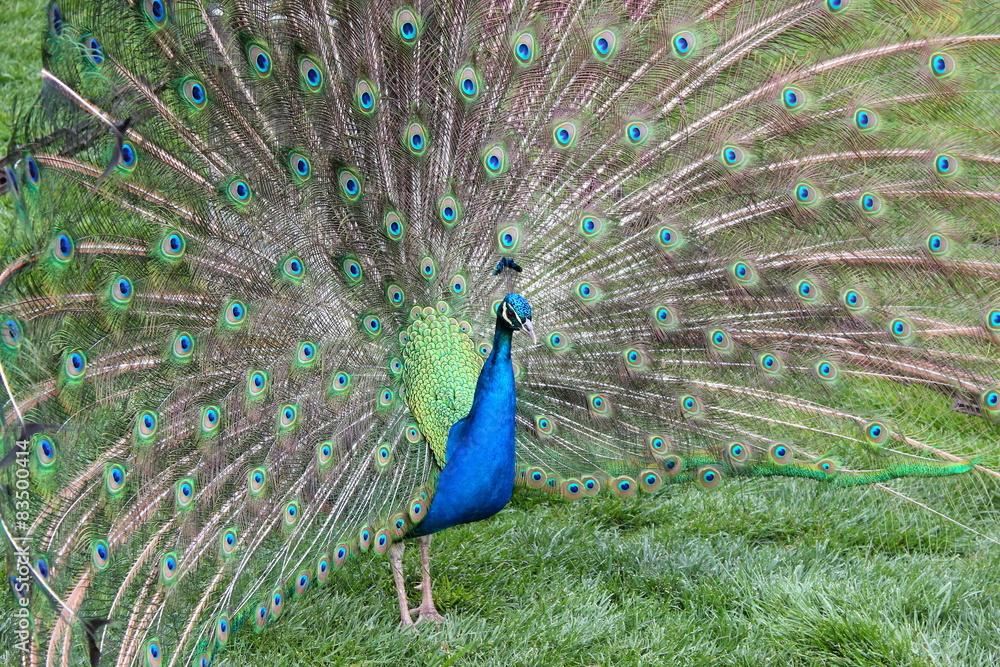Naklejka premium Balzender asiatischer Pfau auf einer Wiese