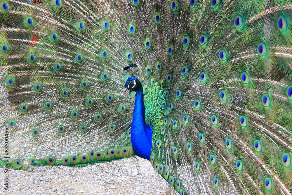 Obraz premium Asiatischer Blauer Pfau schlägt ein Rad (Männchen)