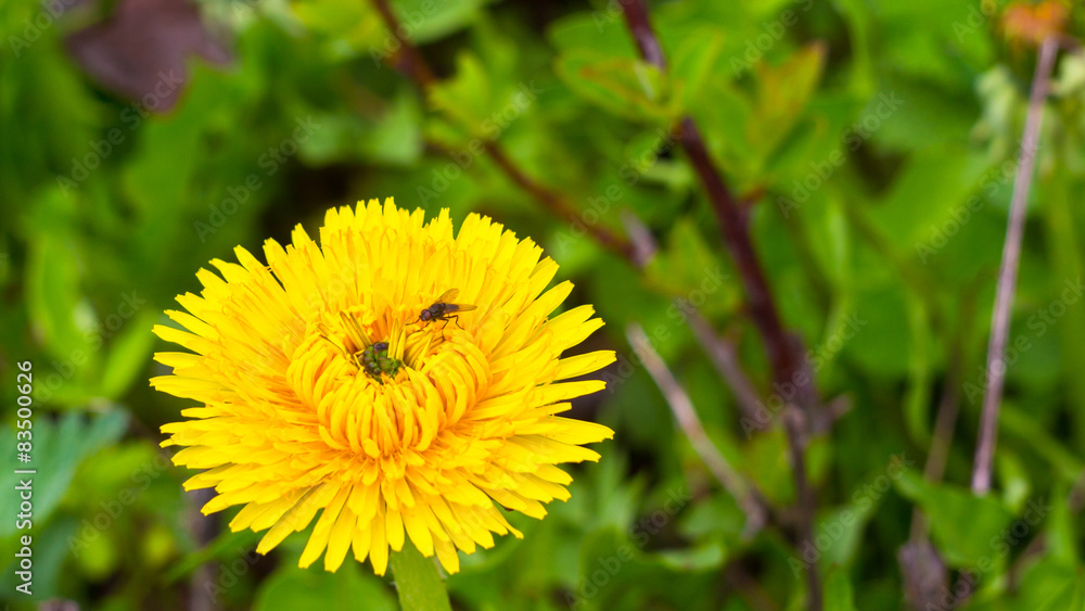 Beautiful spring dandelion flower close up Beautiful spring dandelion flower close up