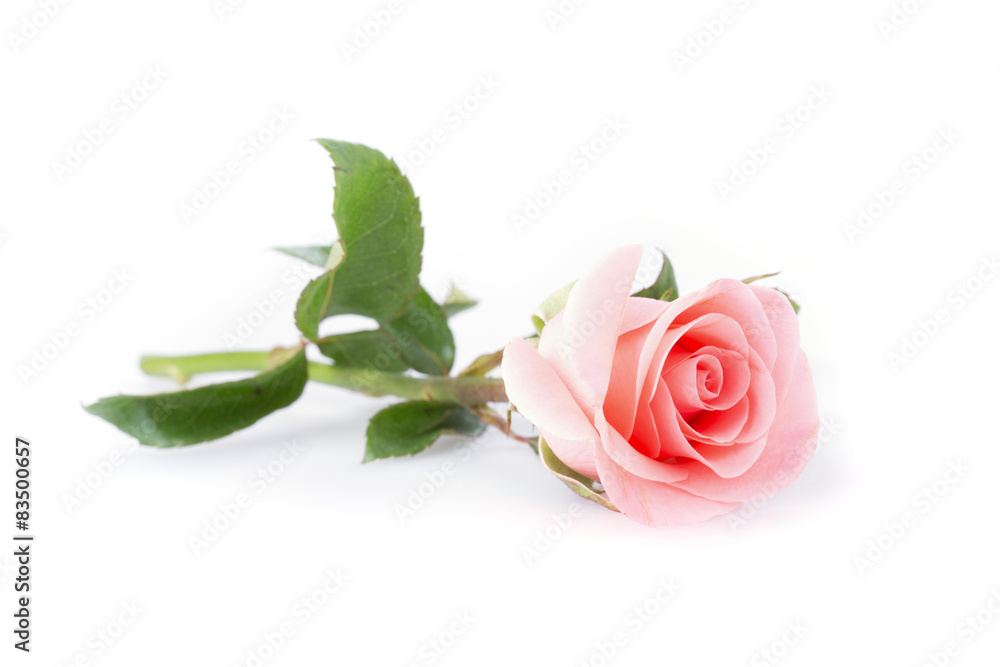 Naklejka premium pink rose flower on white background