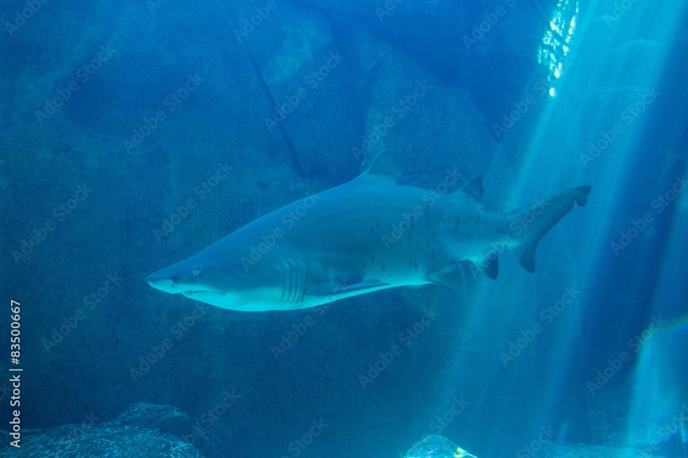 Fototapeta premium Shark swimming in an aquarium