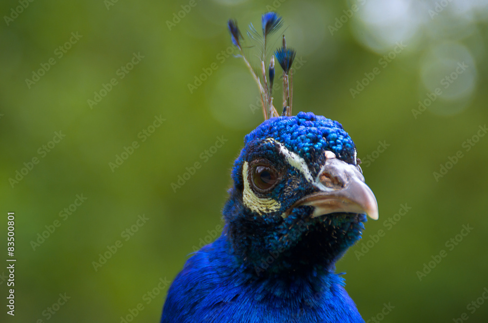 Naklejka premium Kopf vom blauen Pfau 