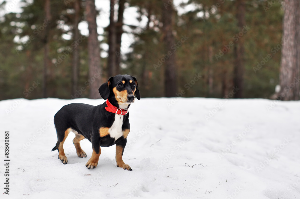 Dog Dachshund in a forest in winter