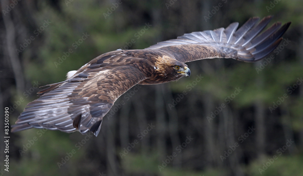 Naklejka premium A Golden Eagle (Aquila chrysaetos)