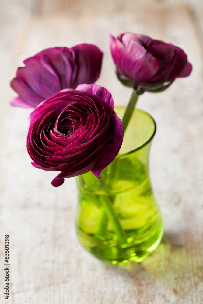 Purple buttercups - ranunculus in vase Purple buttercups - ranunculus in vase
