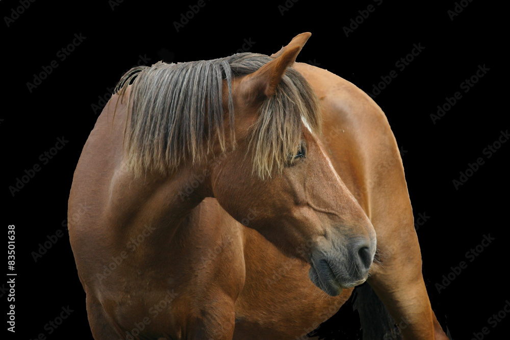 Obraz premium Horse livestock in Spain