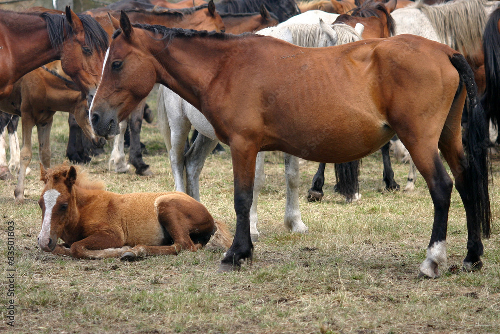 Obraz premium Horse livestock in Spain