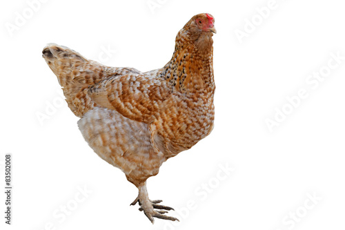 Chicken on a white background