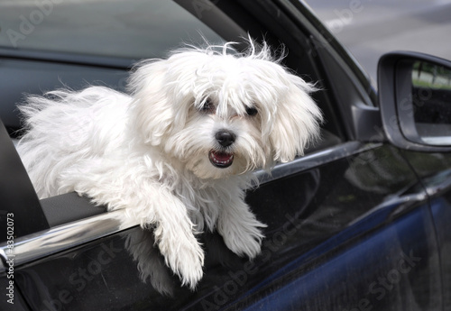 maltese dog