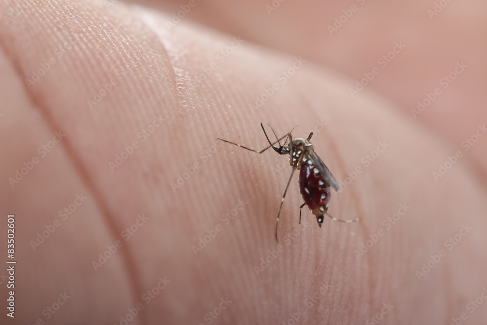 mosquito is sucking the blood and storing in the abdomen mosquito is sucking the blood and storing in the abdomen