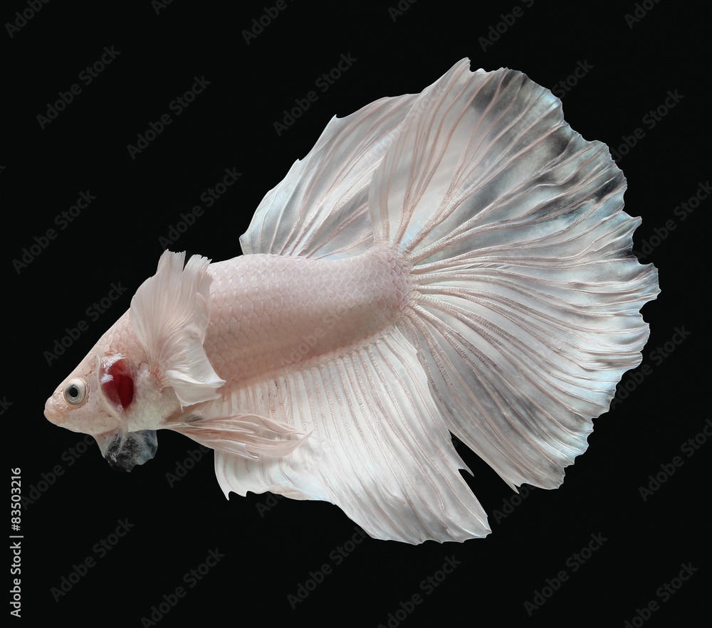 Betta big ear isolated on black background. Betta big ear isolated on black background.