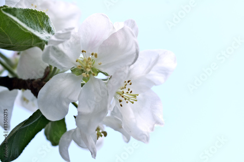Flowers of an apple-tree in the spring © assistant