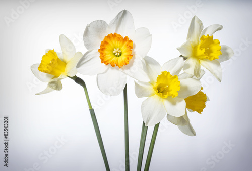 yellow daffodils