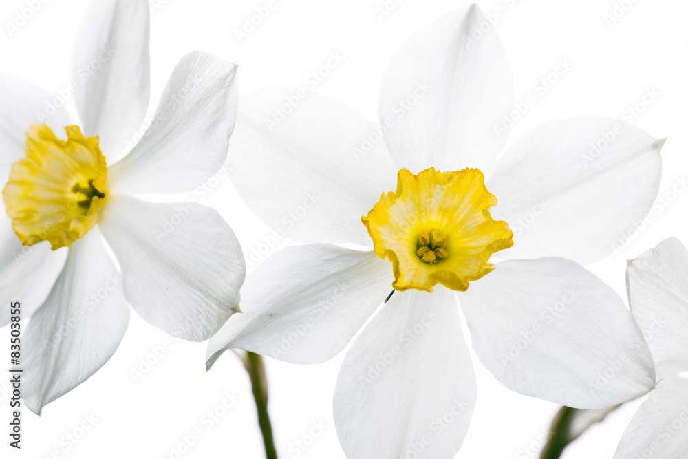 Spring floral border, beautiful fresh narcissus flowers Spring floral border, beautiful fresh narcissus flowers